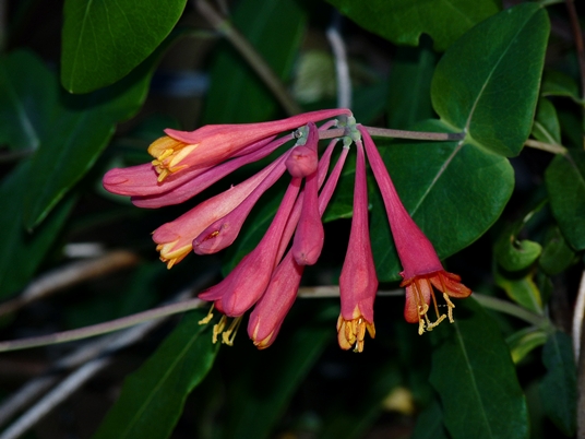 {Lonicera sempervirens}